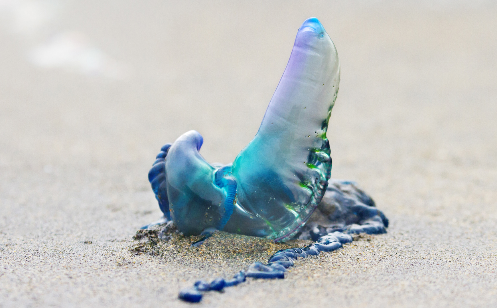 Blue bottle