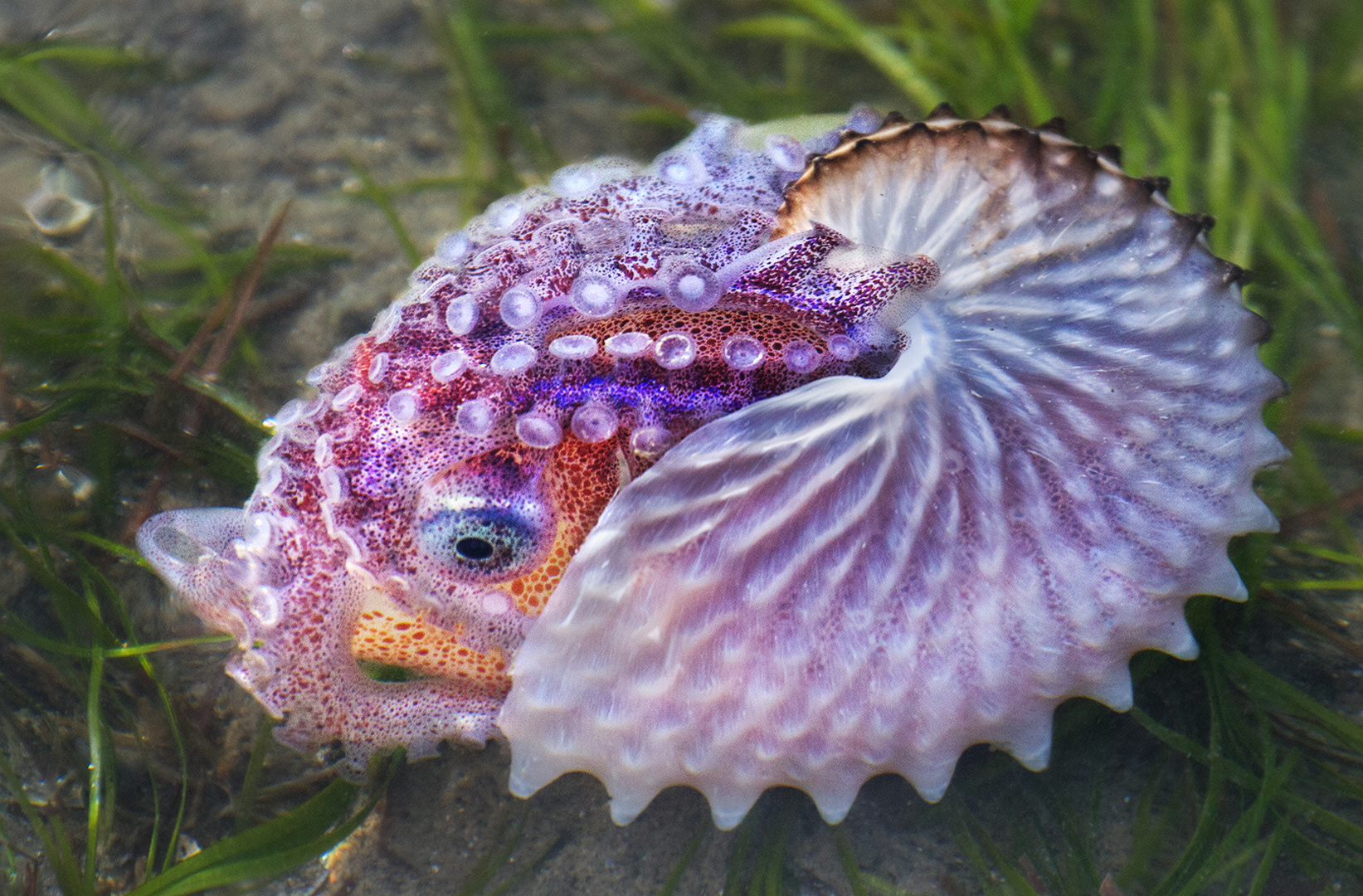 Paper Nautilus