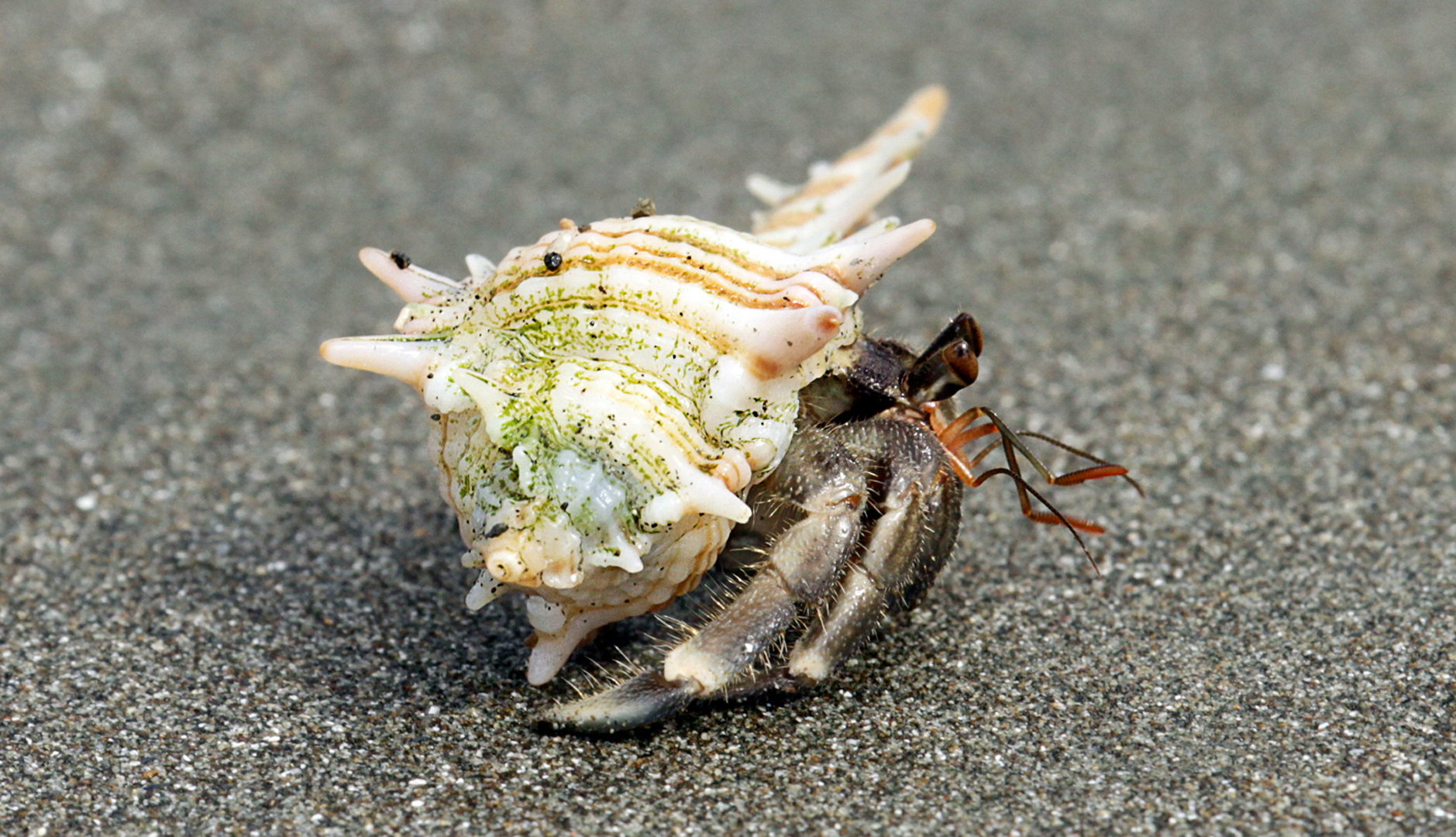 Hermit crab