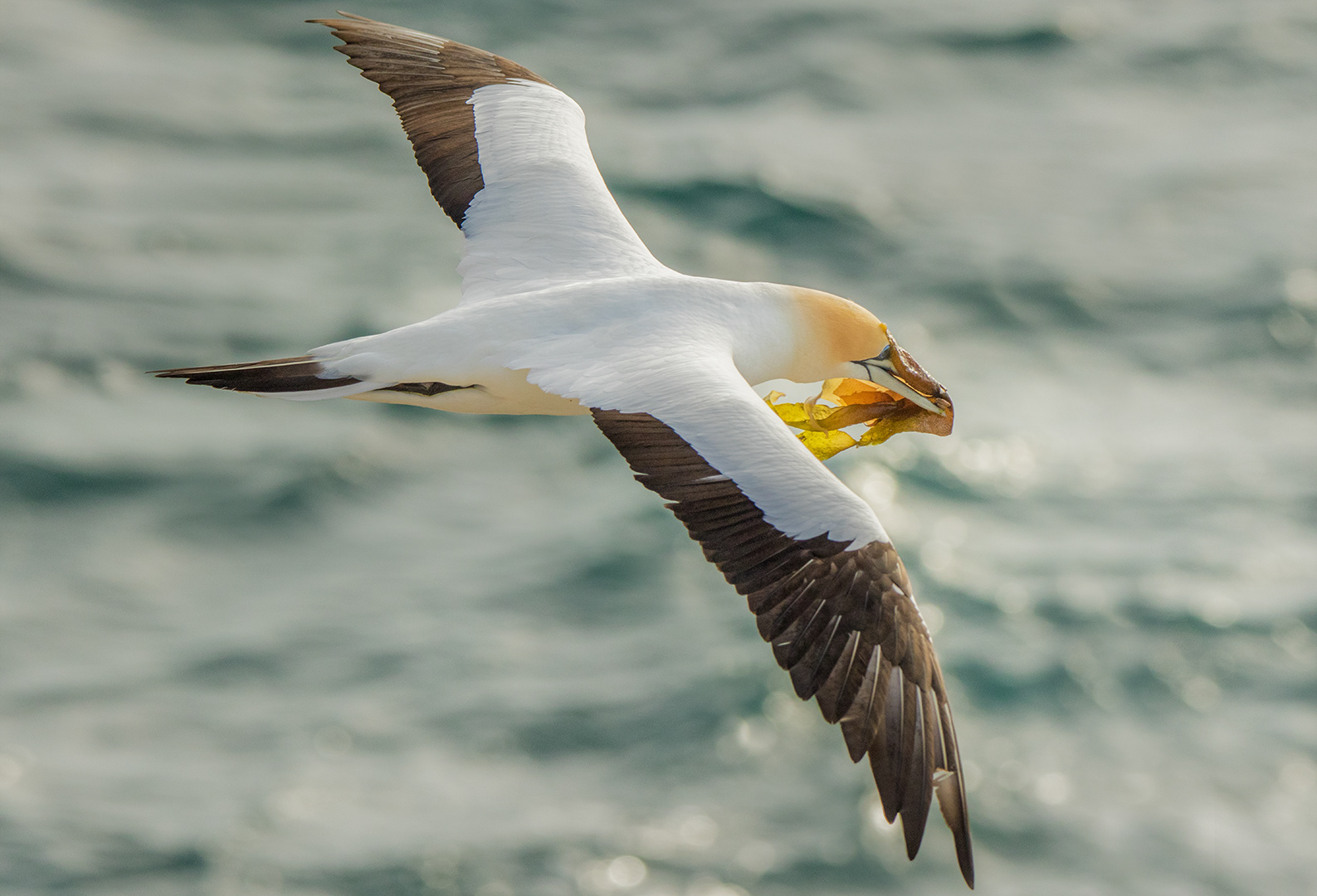 Gannet with kelp ii