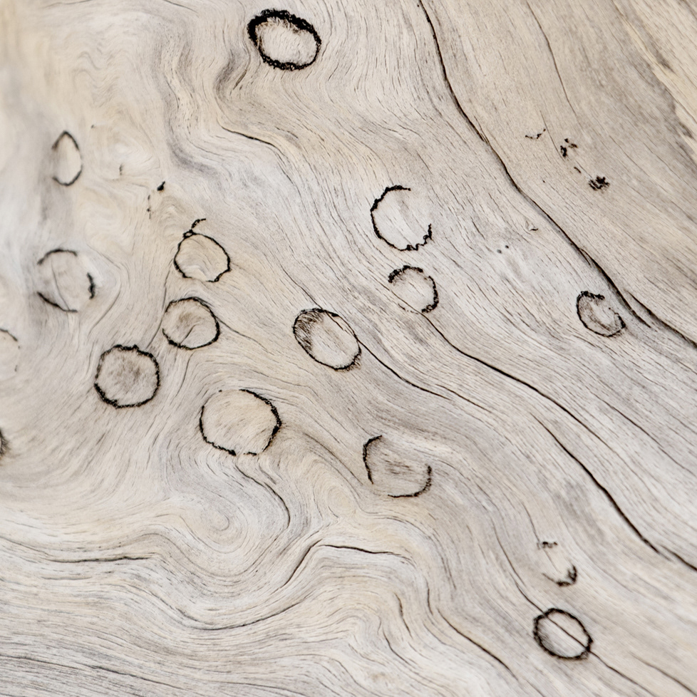 Driftwood burns
