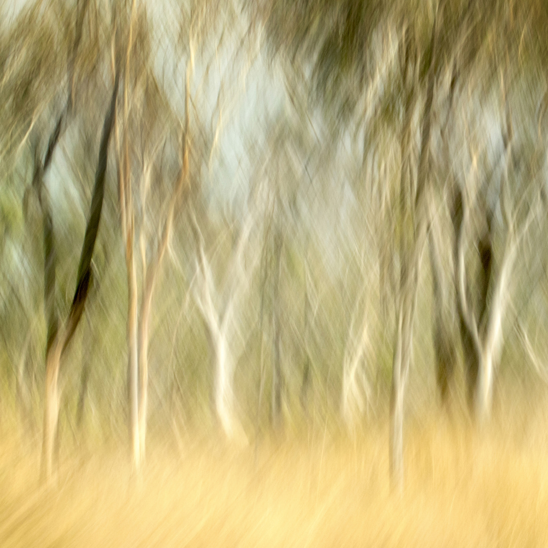 Outback ii