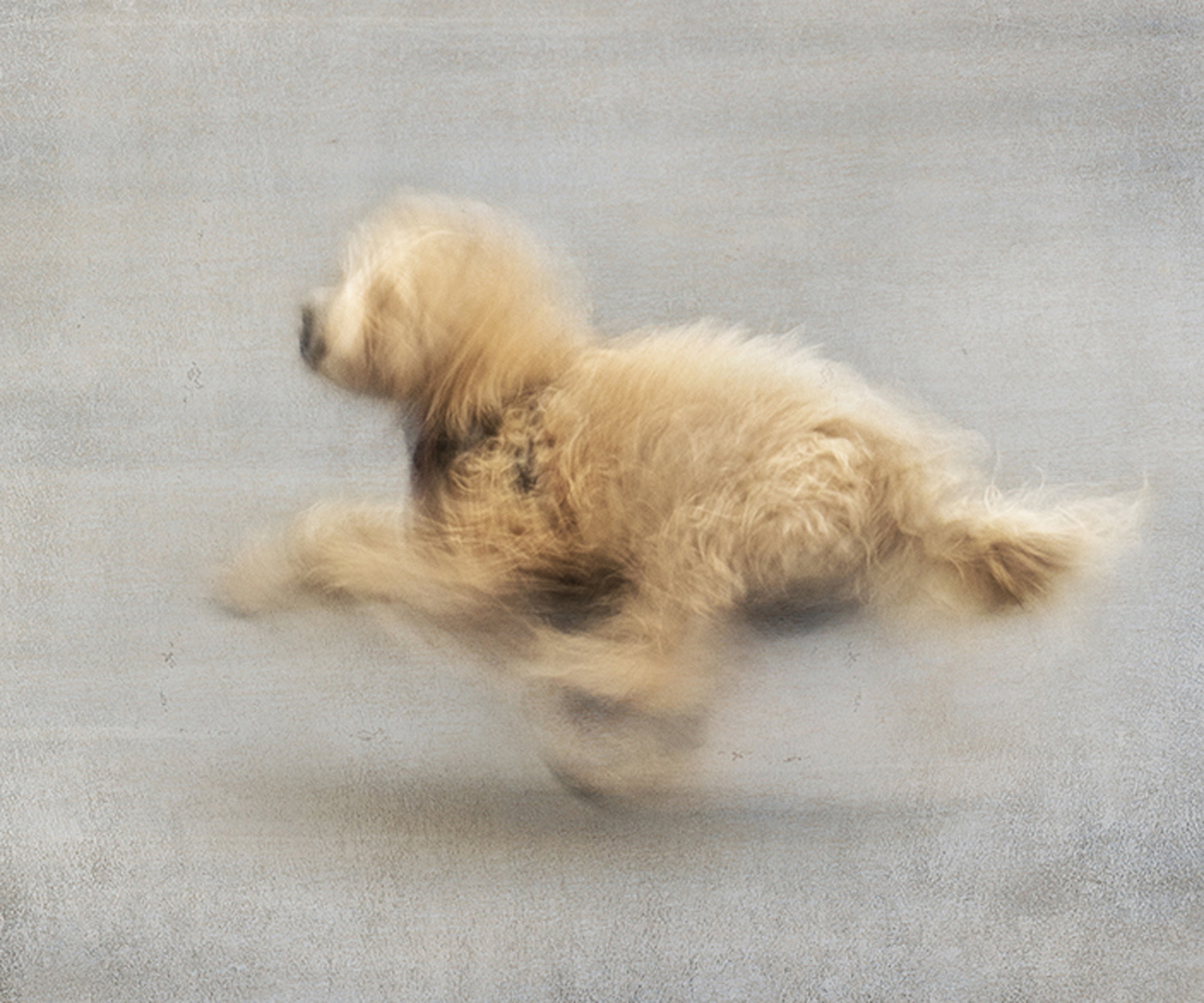 A ball of fluff