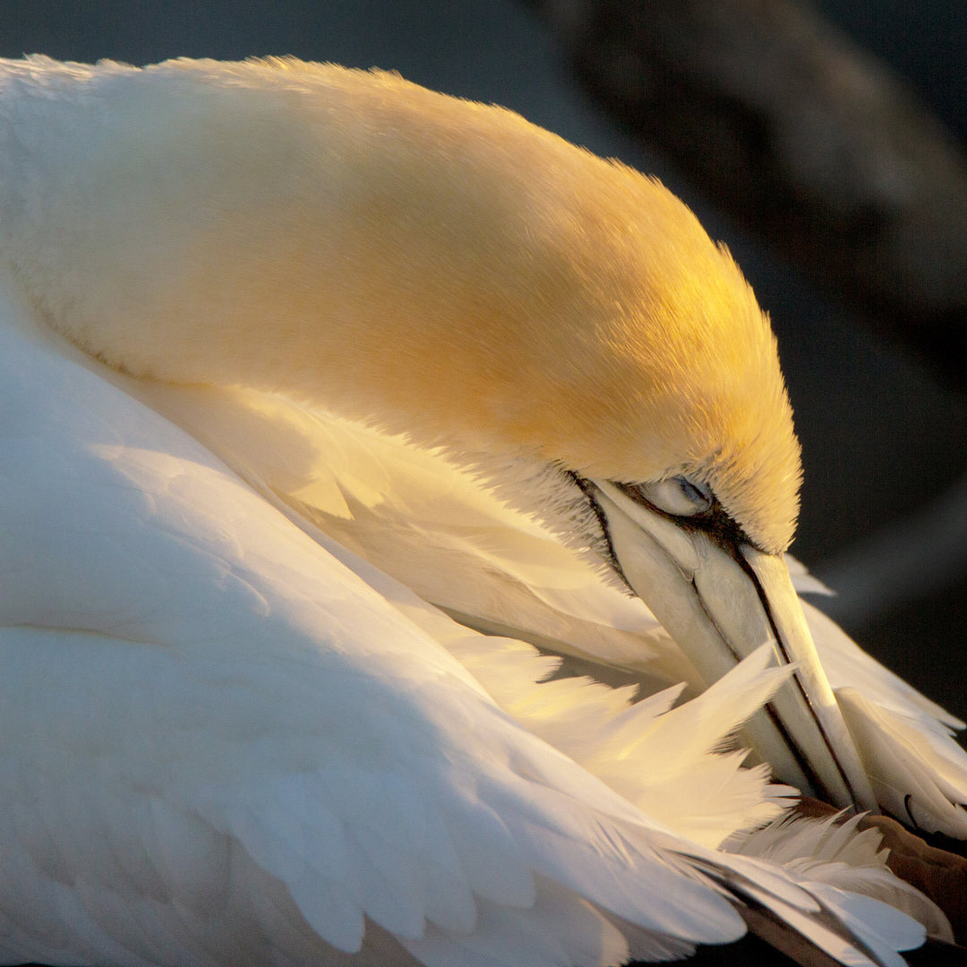 Preening
