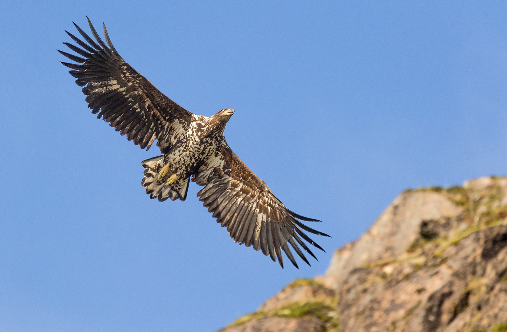 Sea Eagle