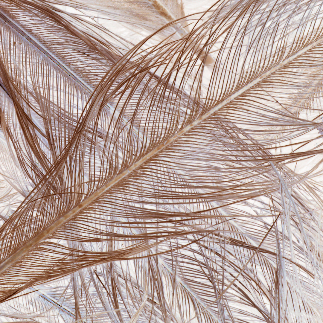 Feathered
