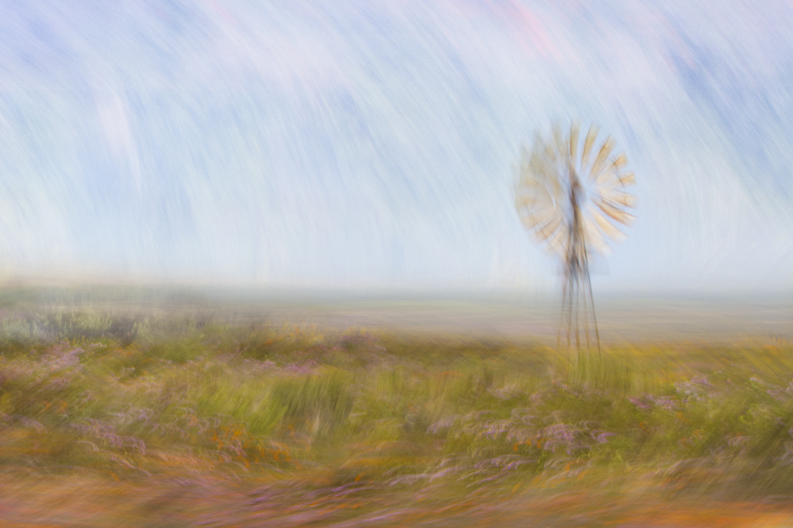Windmill amoungs the Wildflowers