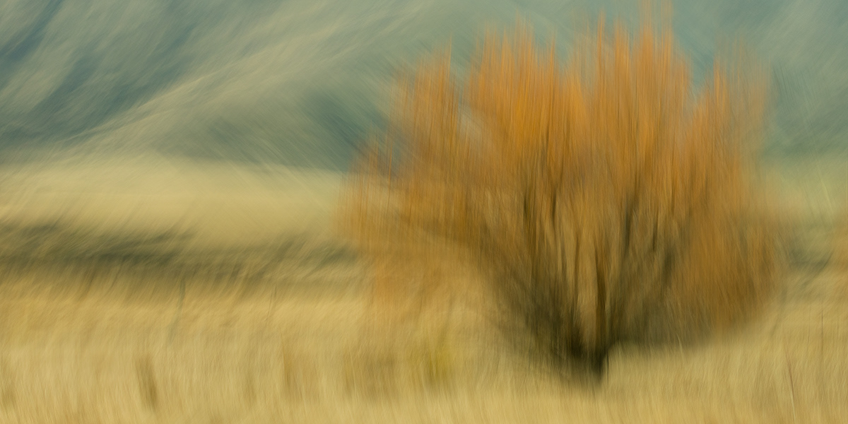 Tawny Plains
