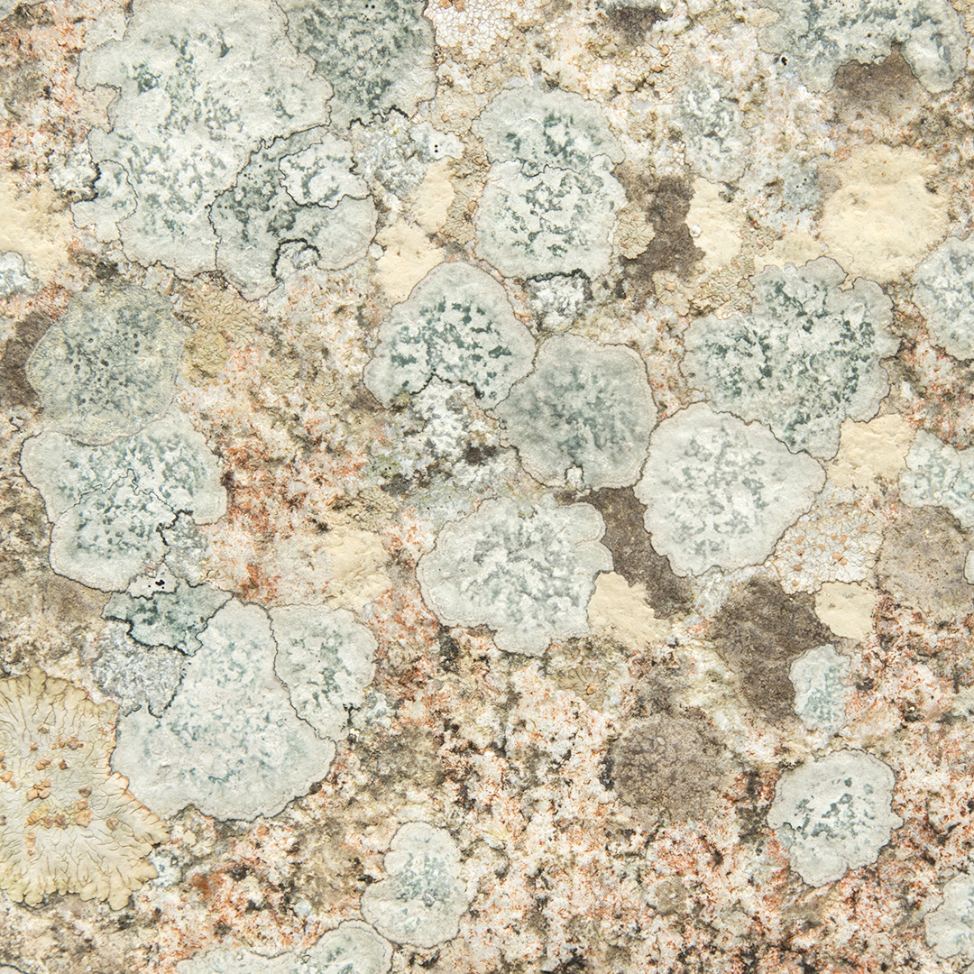 Lichen wallpaper
