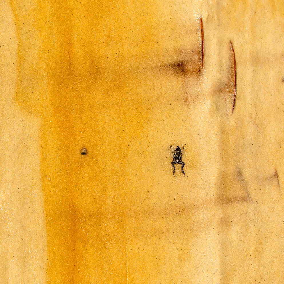 Caught in the sandslide
