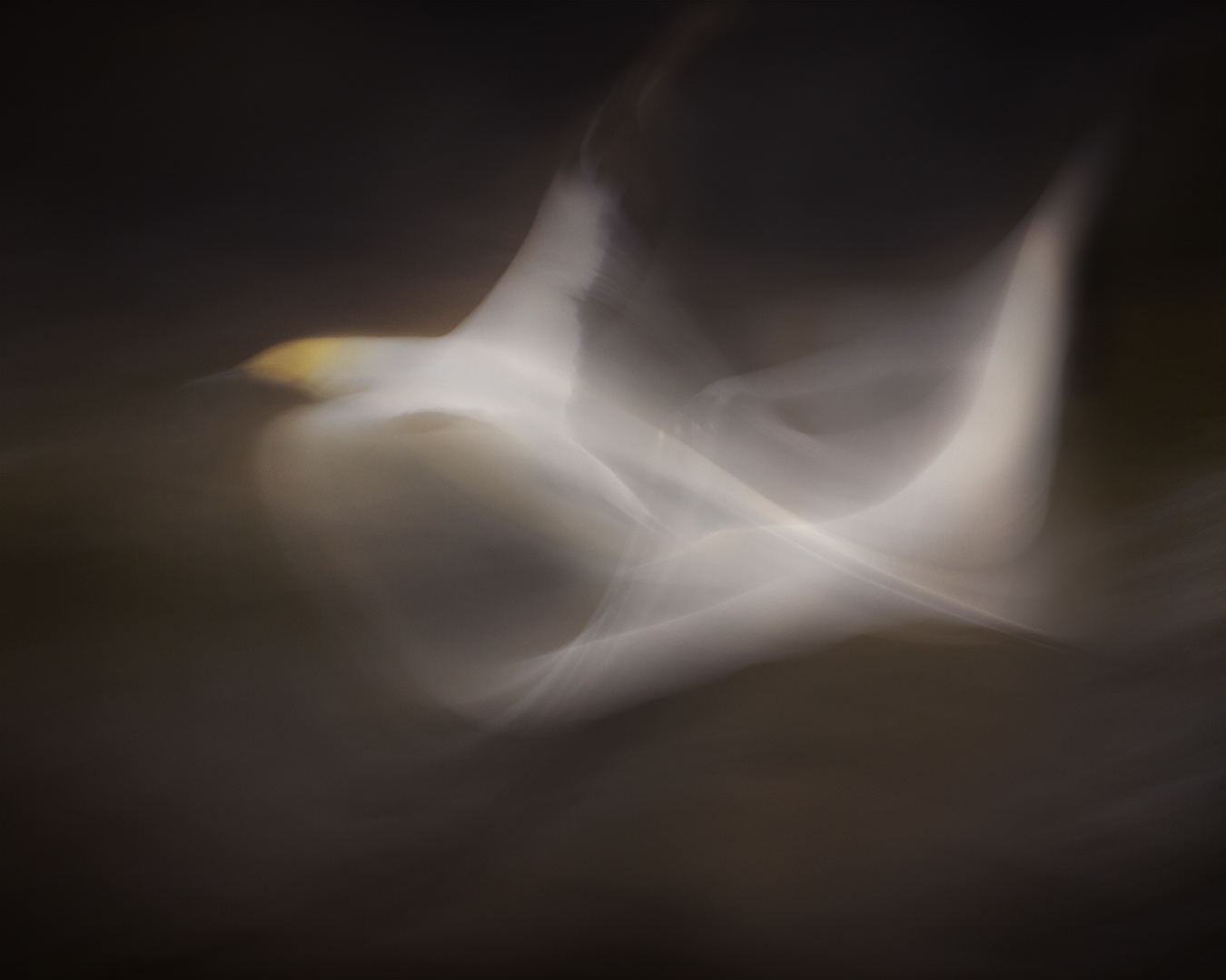 A twist of flight