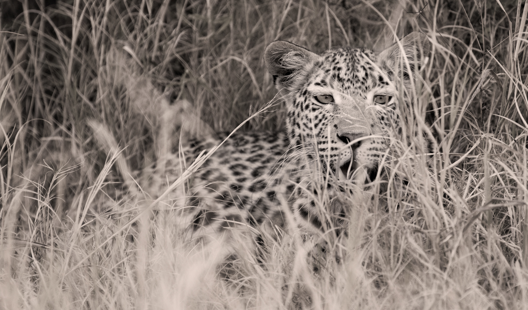 Resting leopard