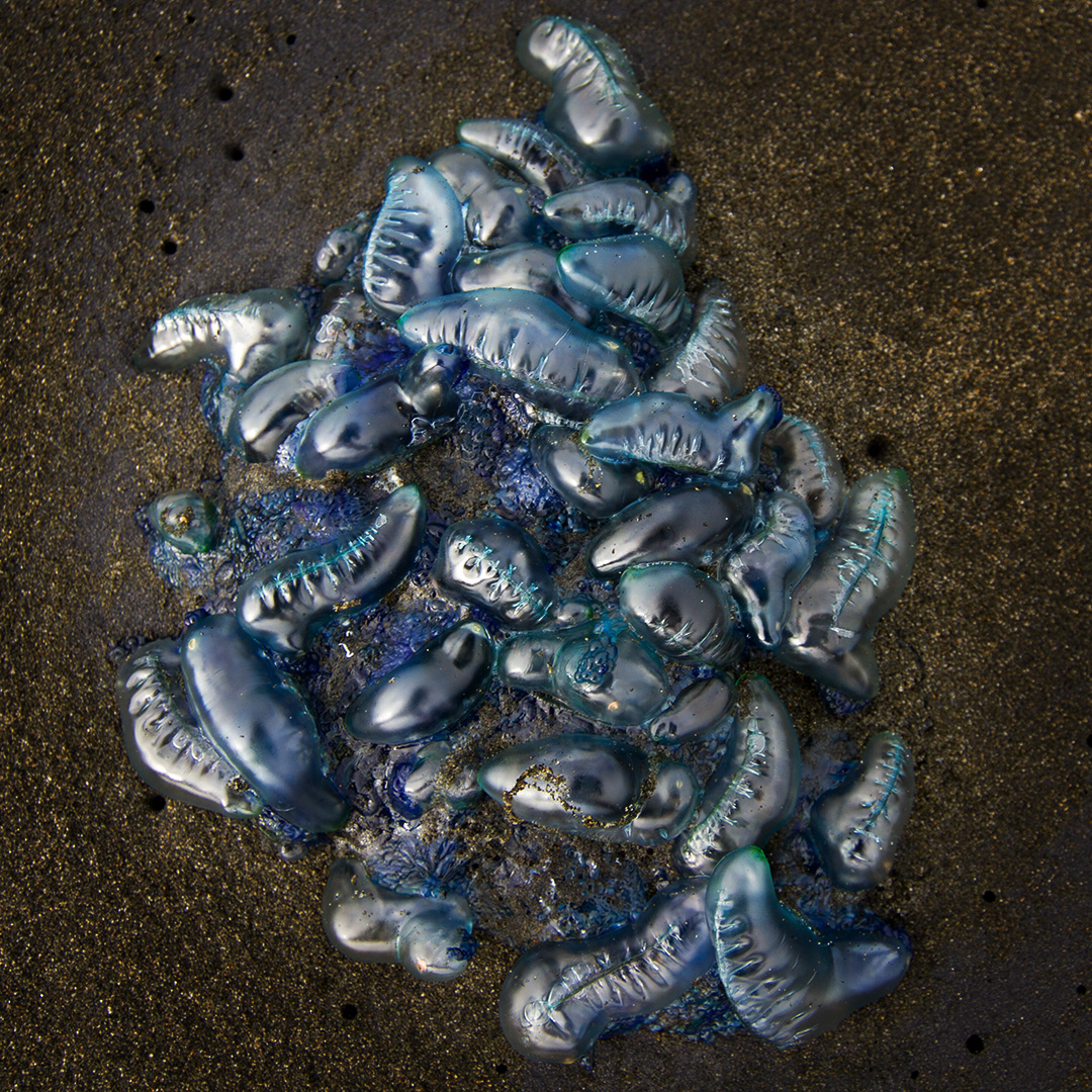 Nest of blue bottles