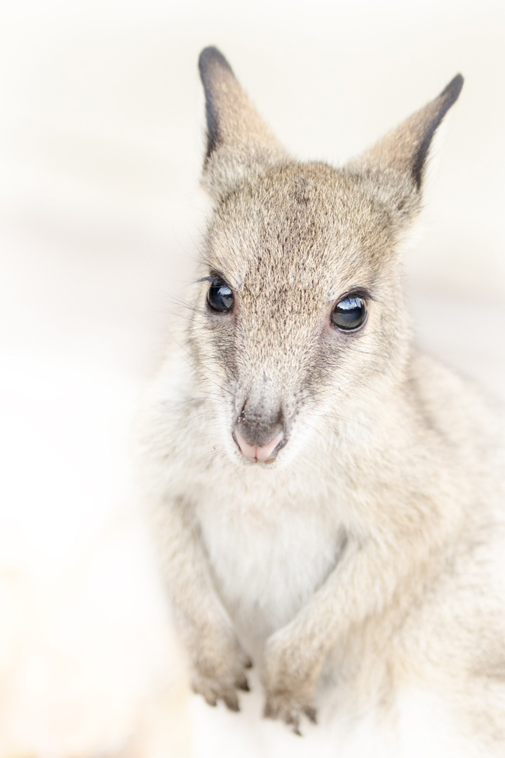 Wanna be wallaby