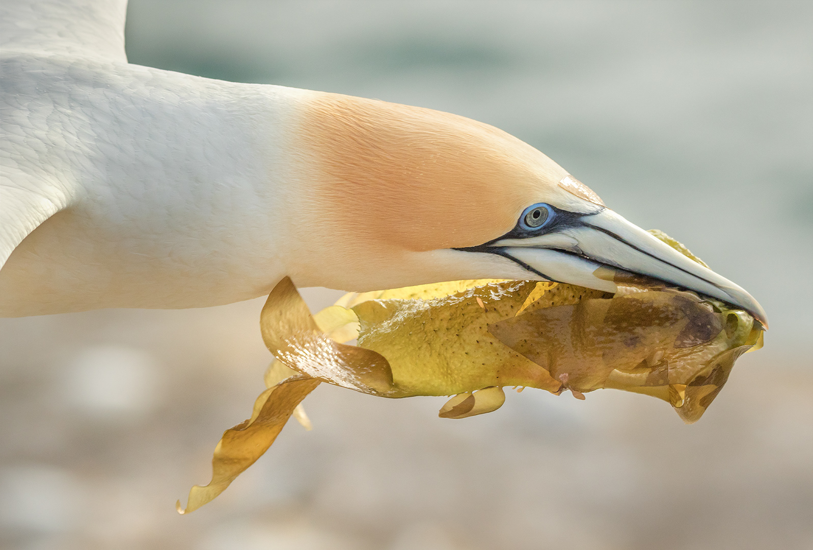 Gannet with kelp i