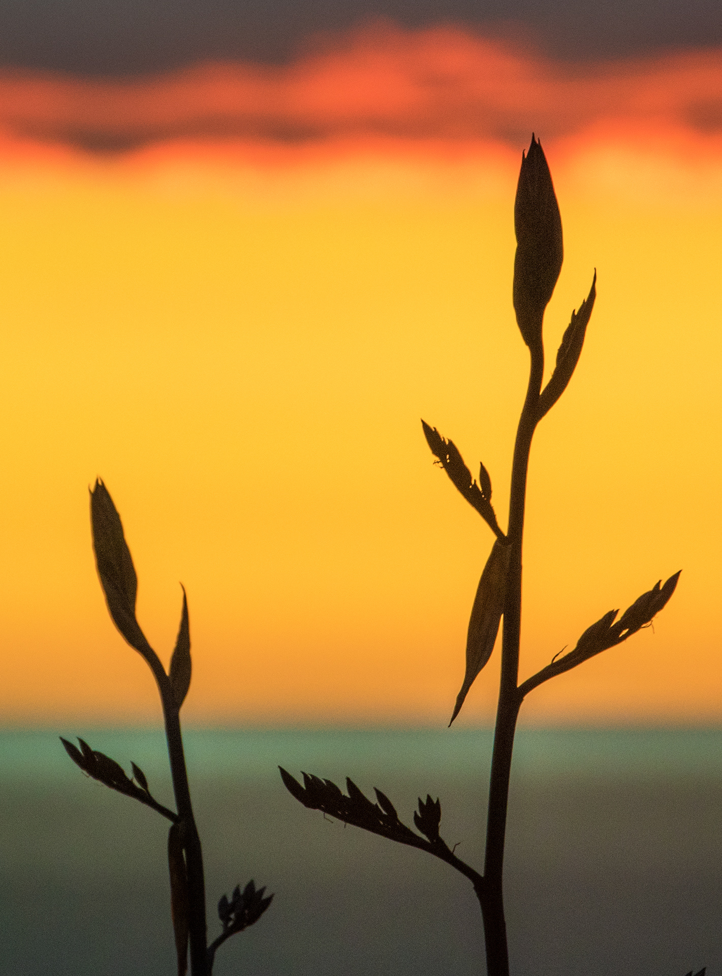 Flax at sunset