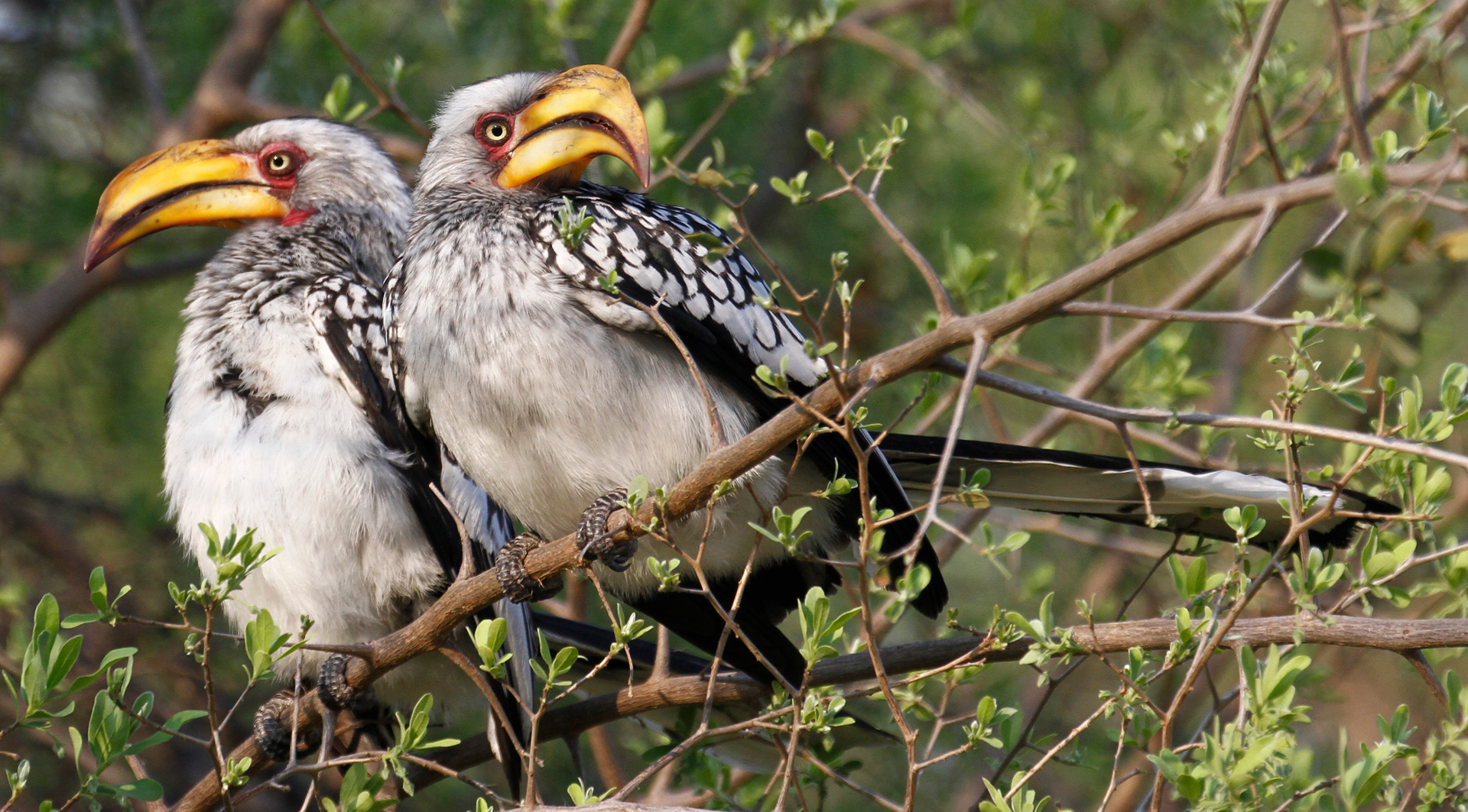 Twin Hornbills