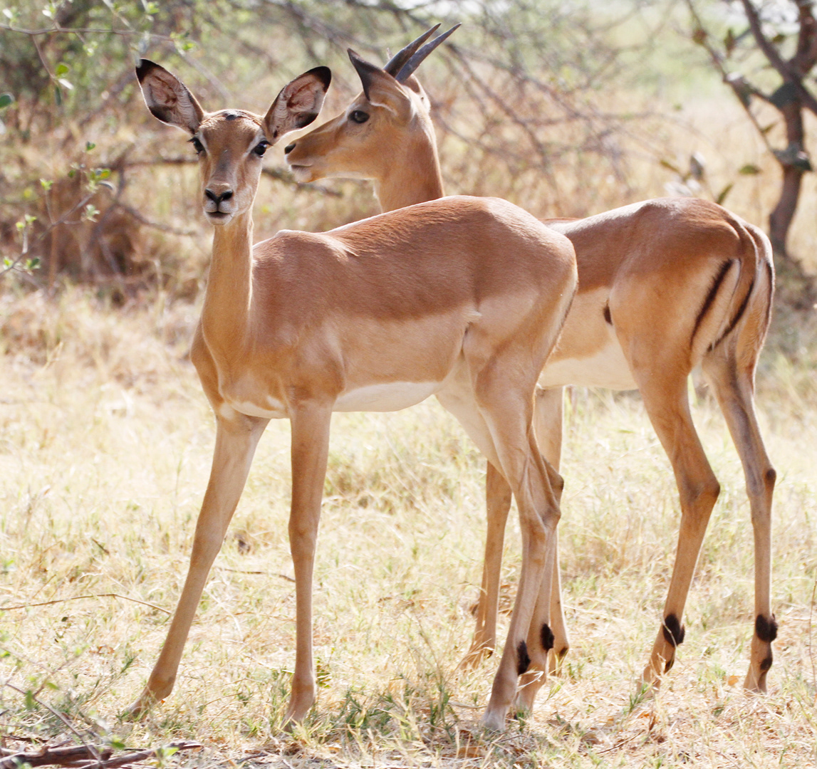 Wary springbok