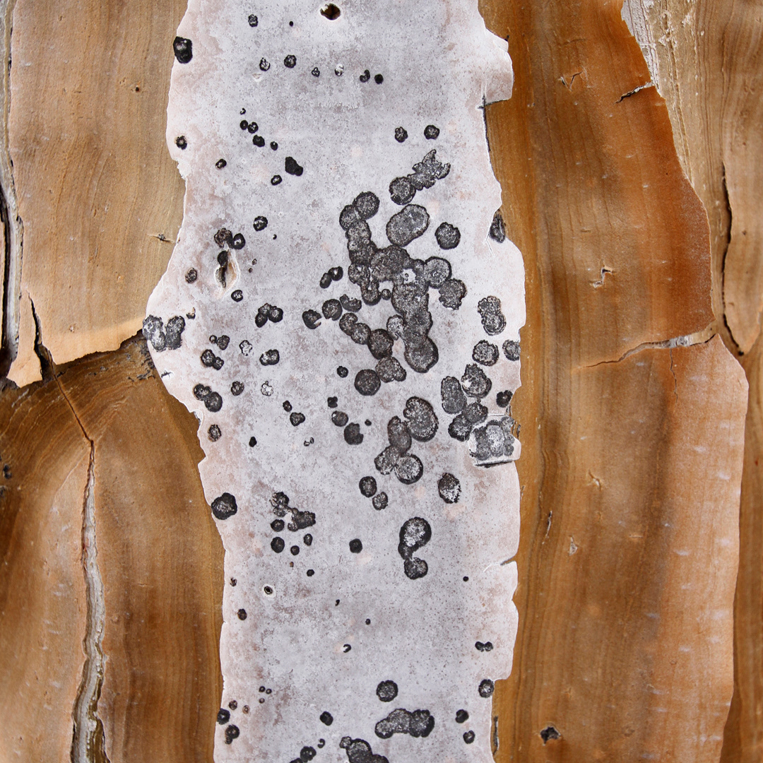 Quiver bark