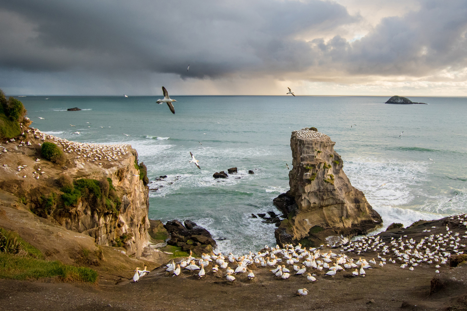 Home of the Gannets