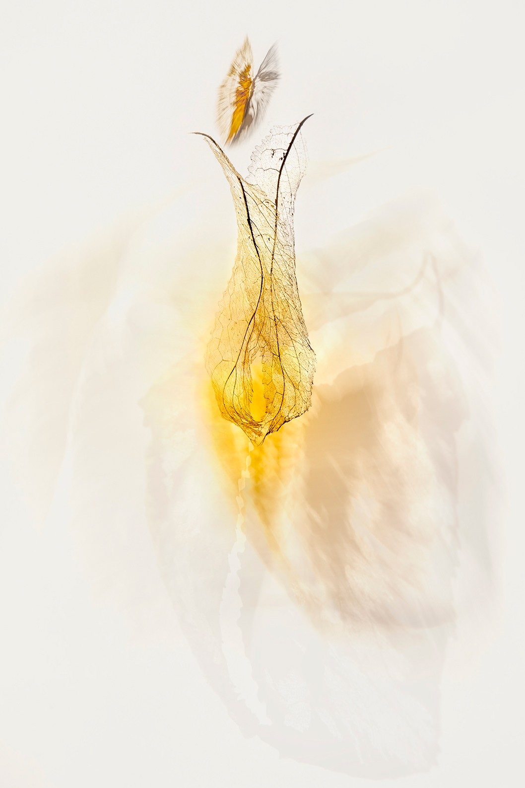 Beyond the cacoon