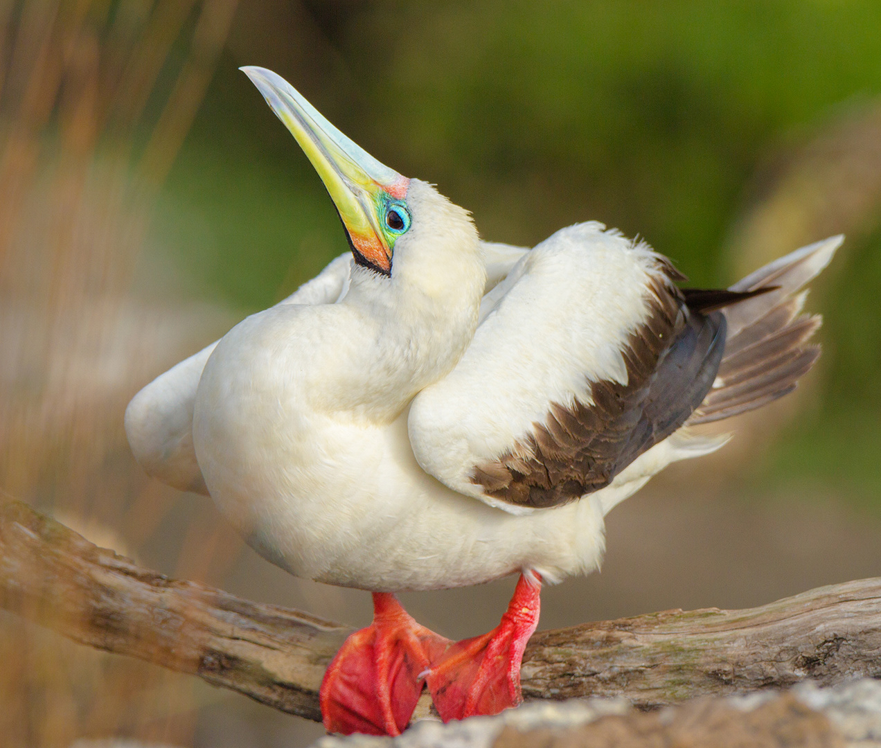 Visiting Red footed Booby