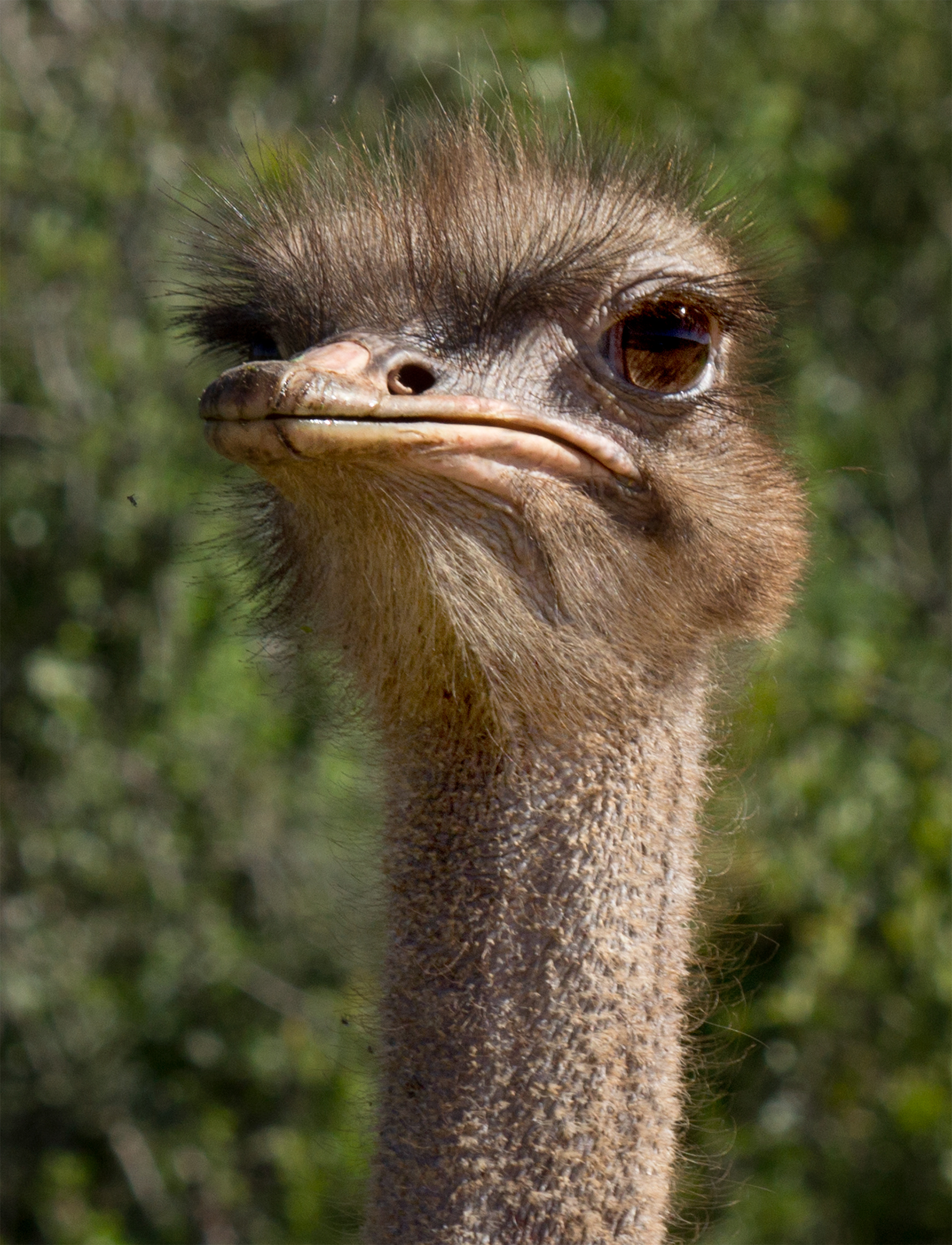 Ostrich