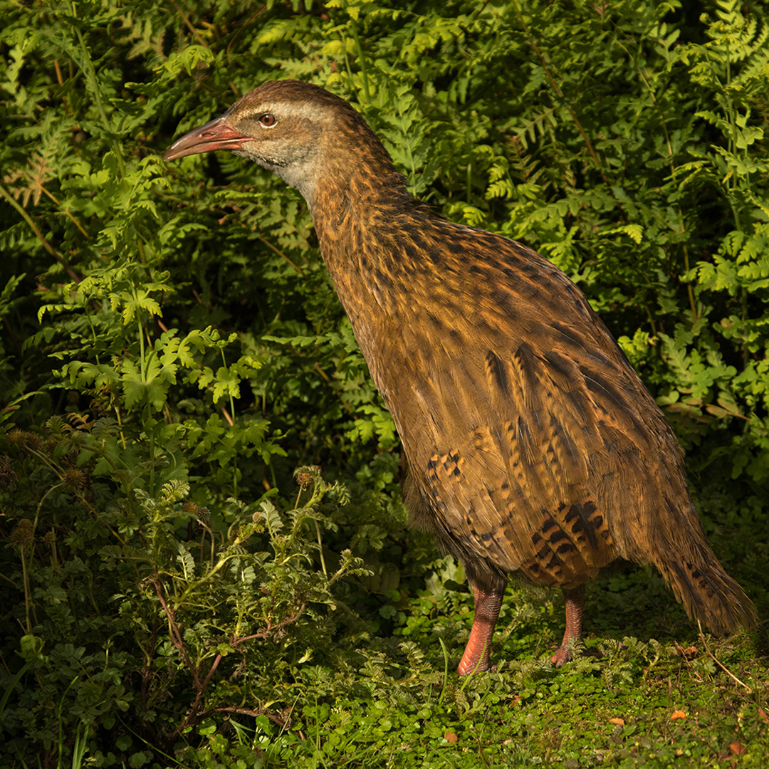 Weka