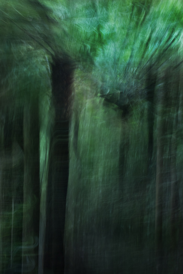 Deep in the forest