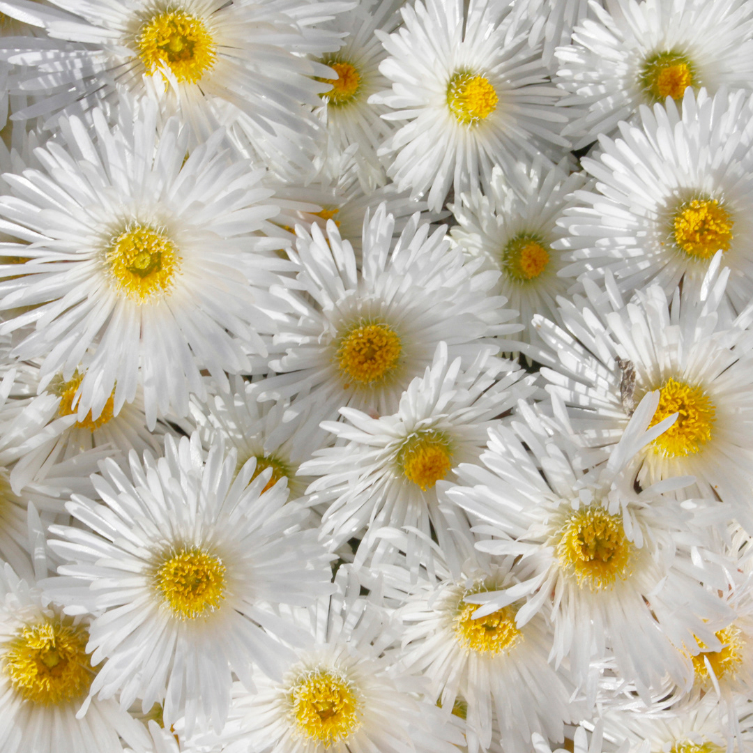 Wildflower happiness