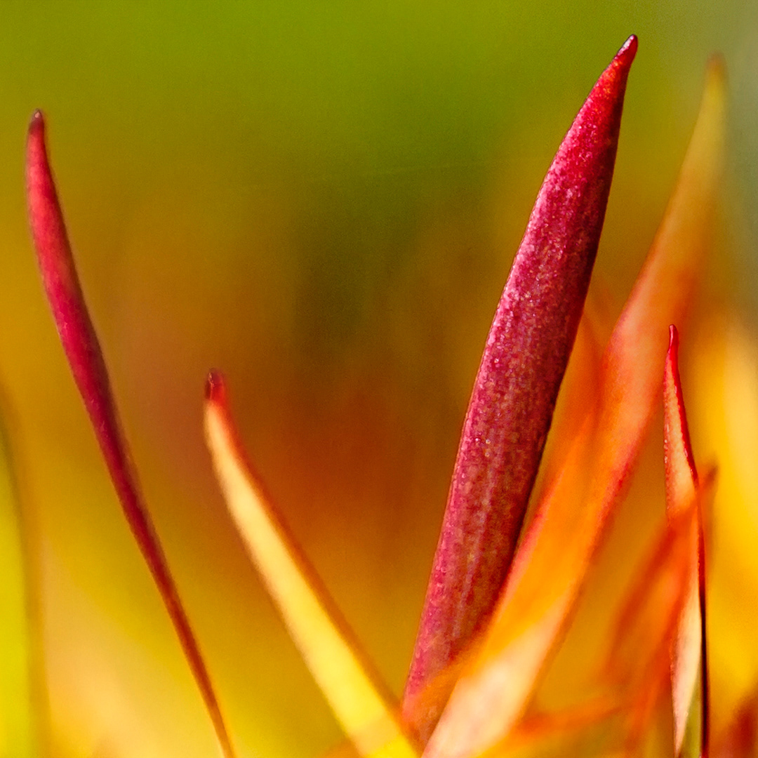 Autumn Flames