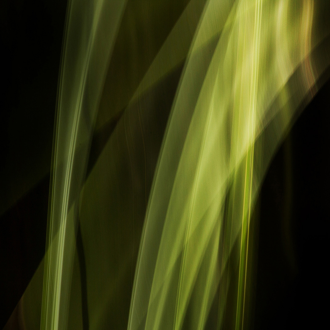Deep in the forest ii