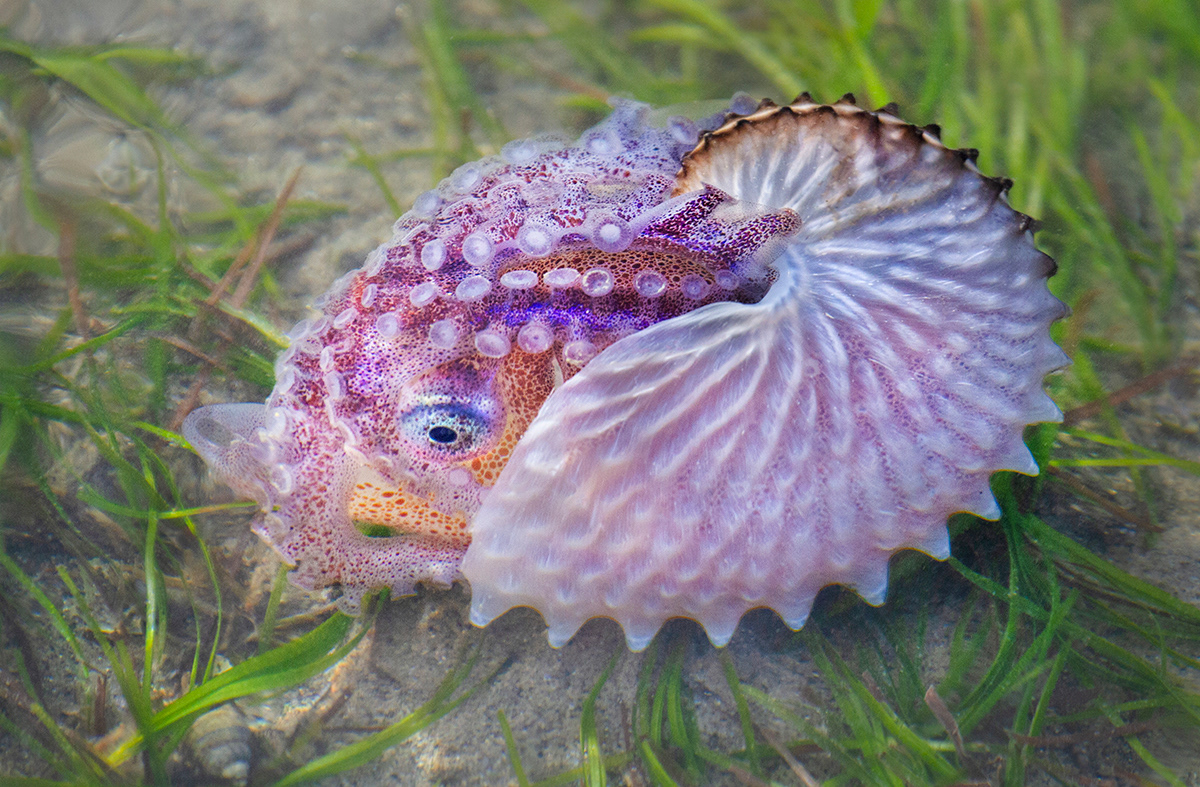 Paper Nautilus