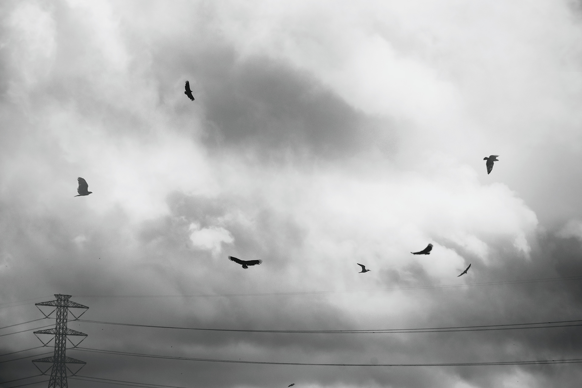 The Birds, 2020.
