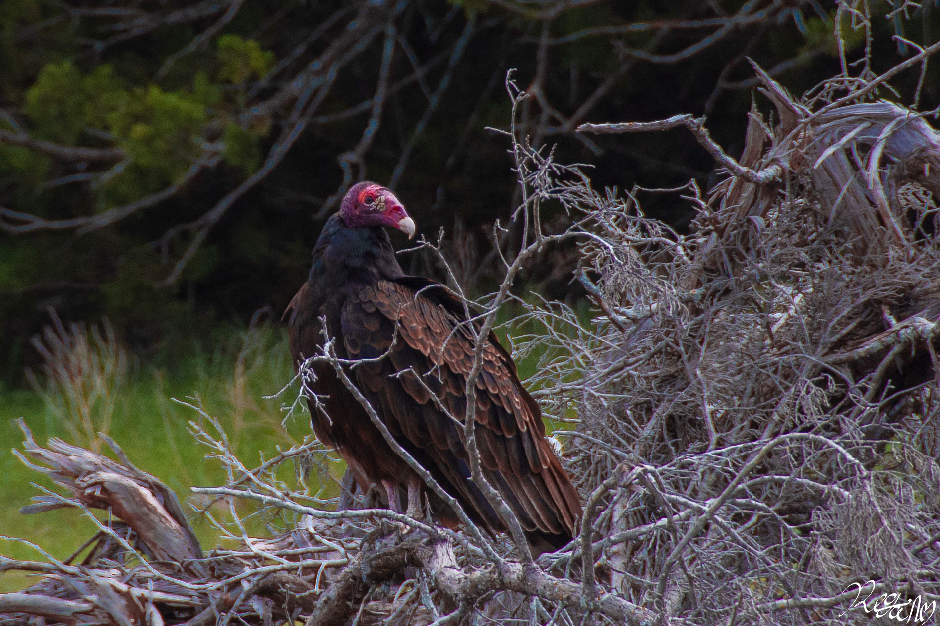 Vulture, 2019.