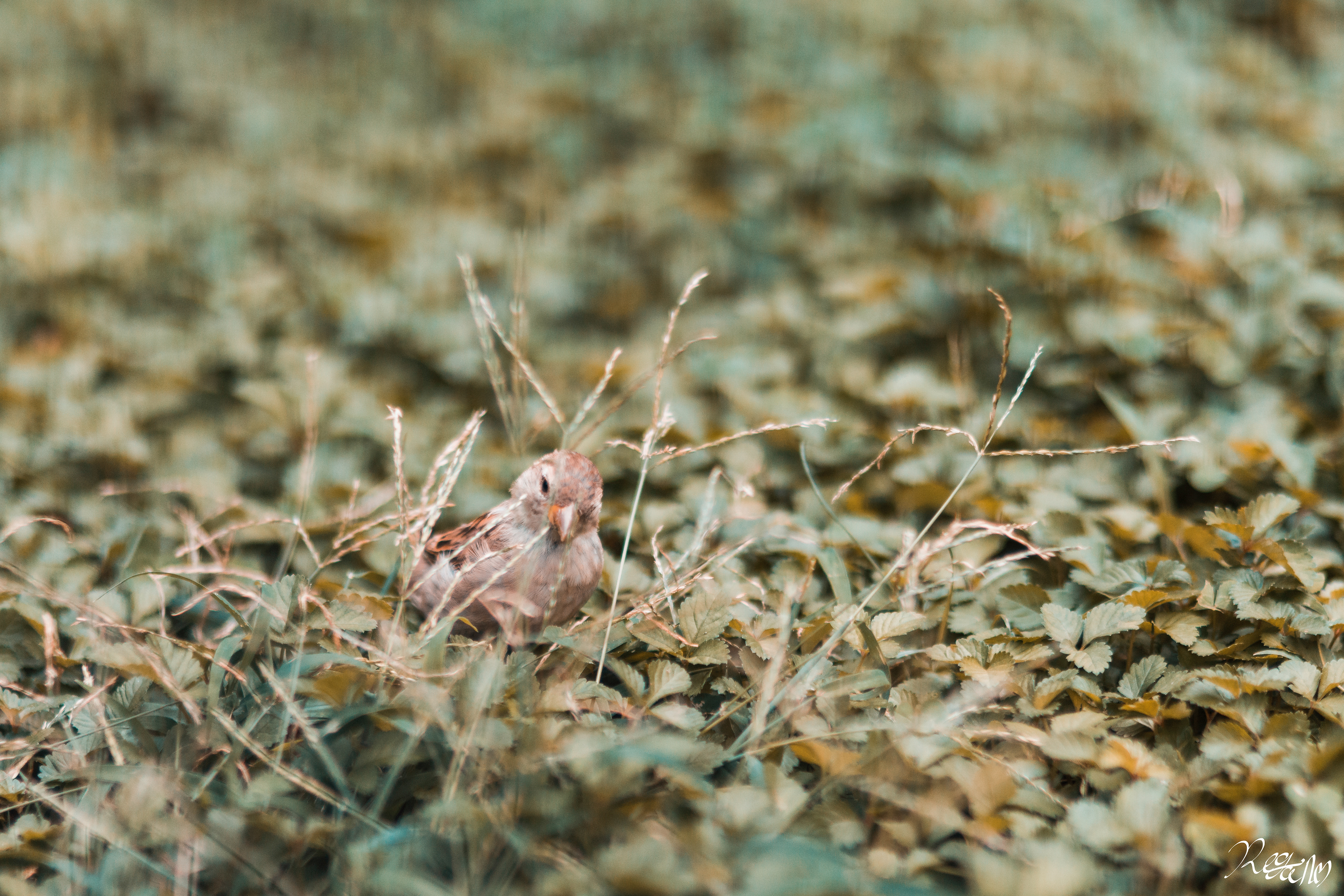 Hide and Seek, 2019.