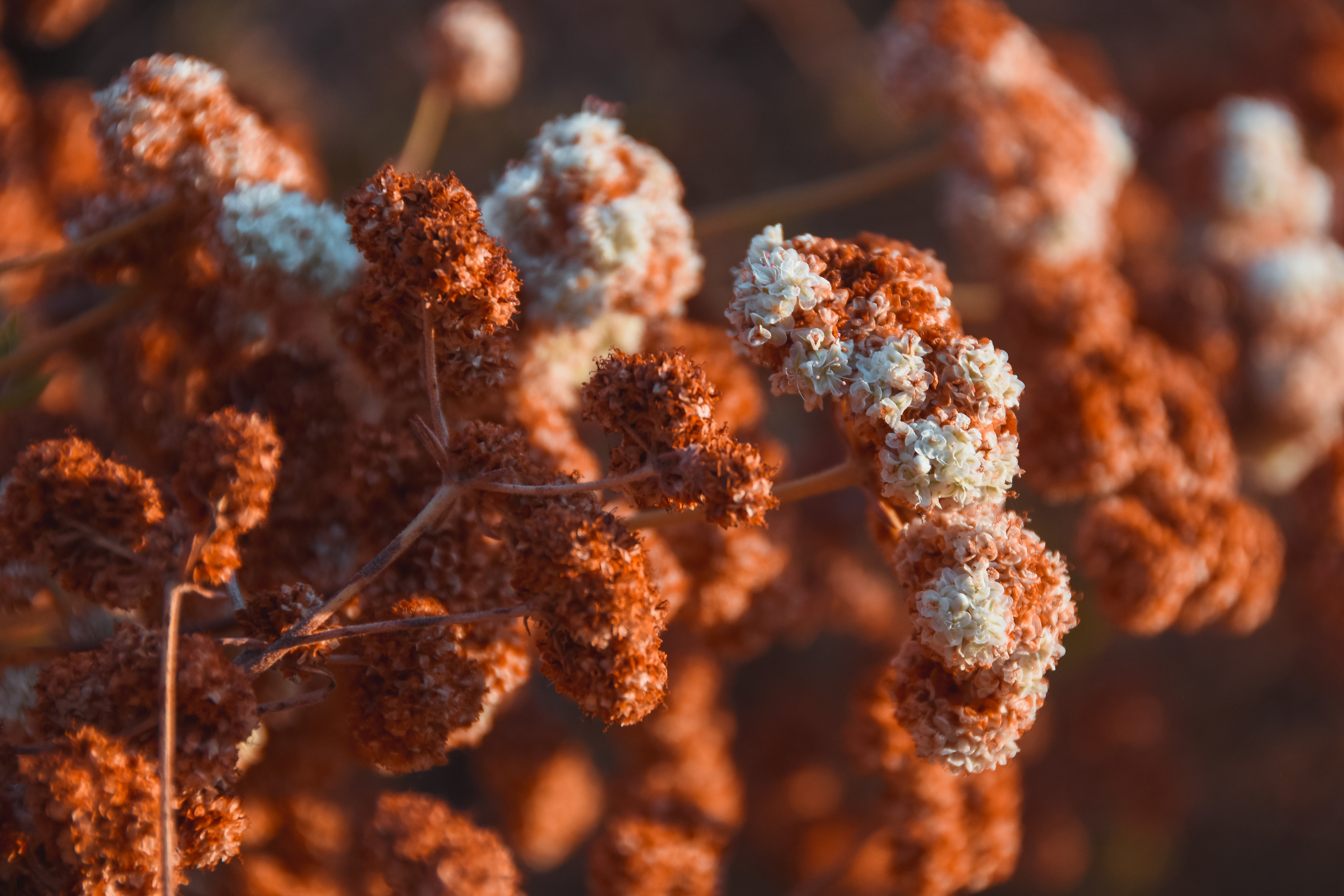 Macro Puff.