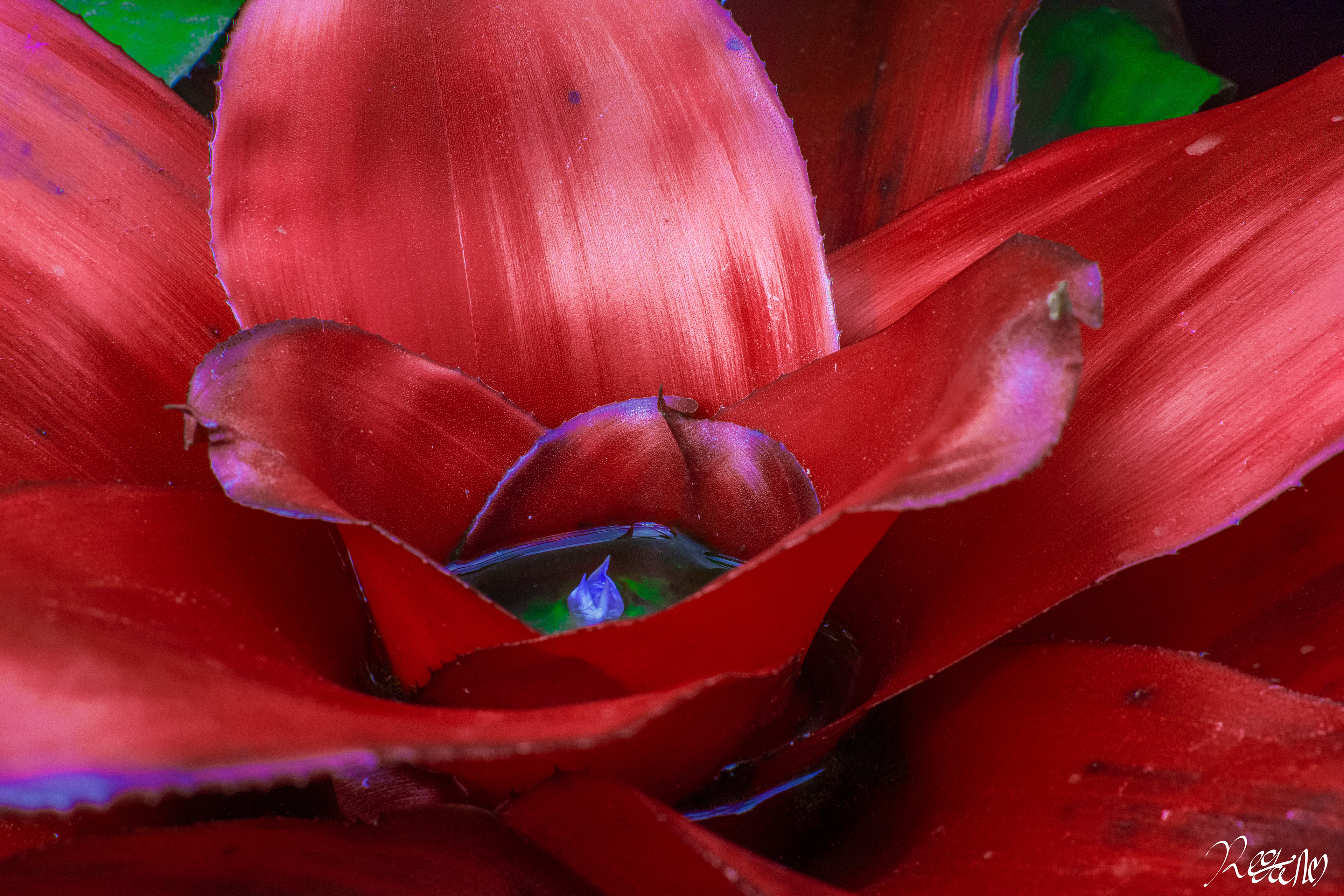 Unfurl.