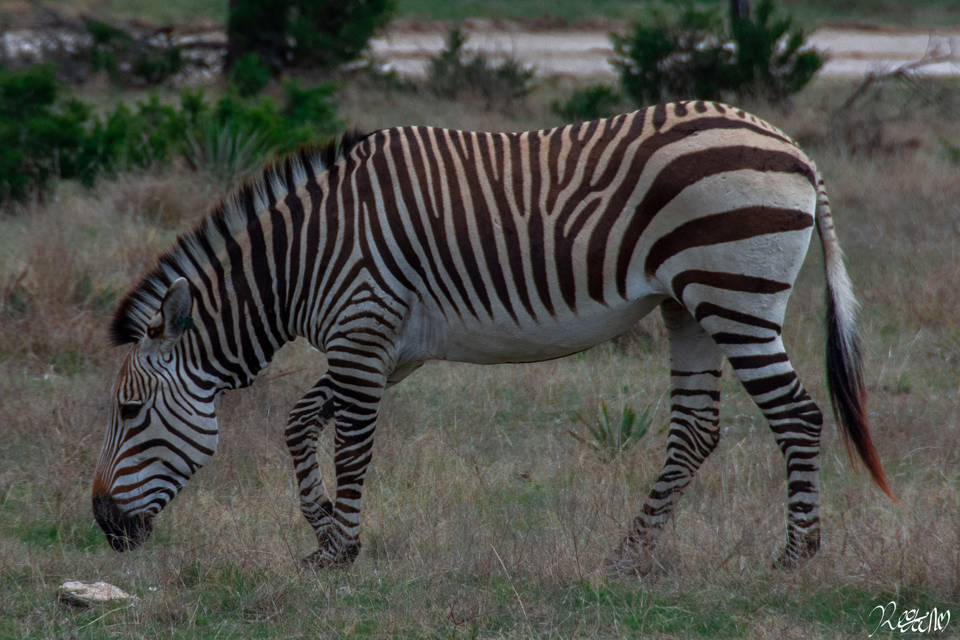 Sensuous Stripes, 2019.