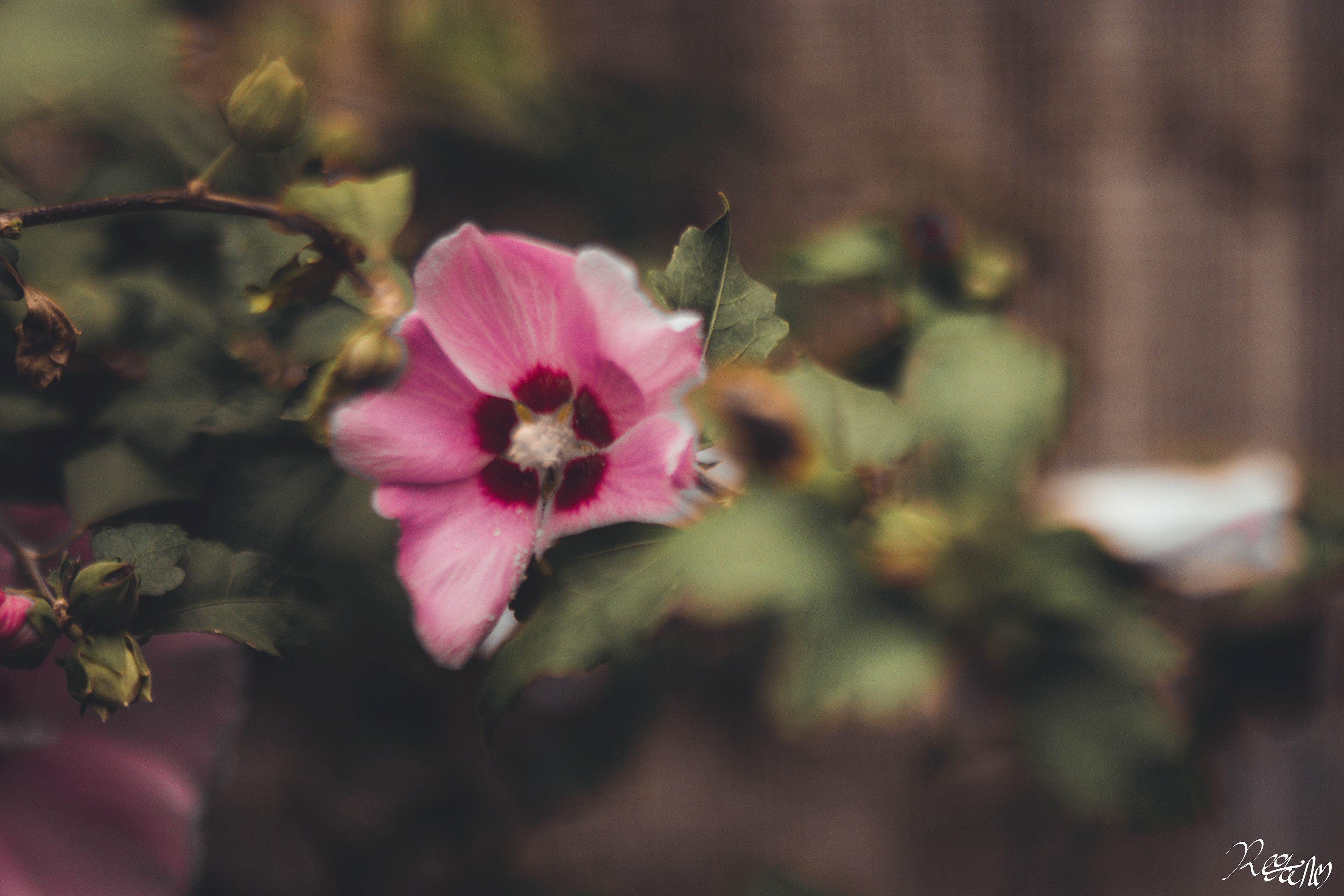 Pansy.