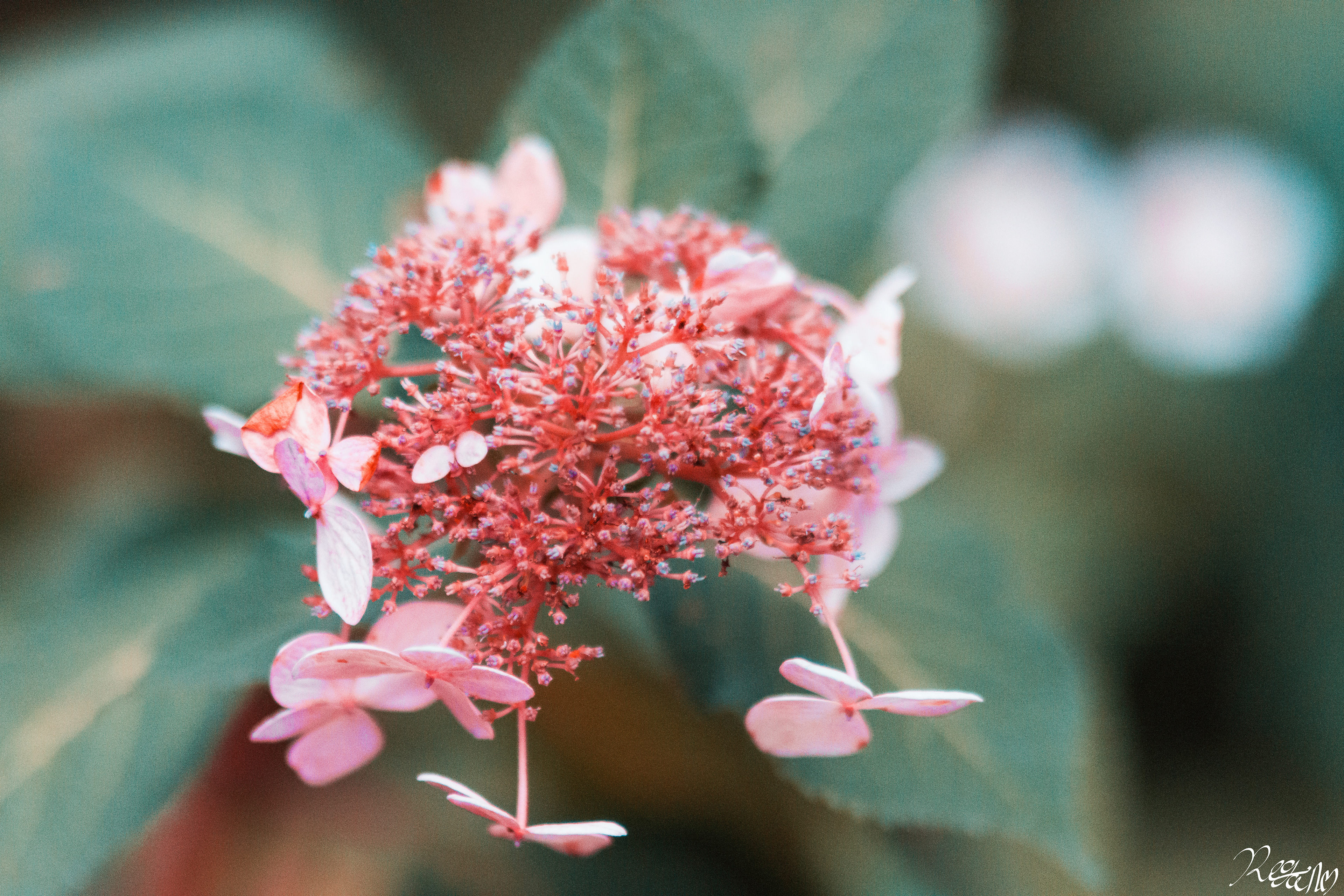 Bloom.