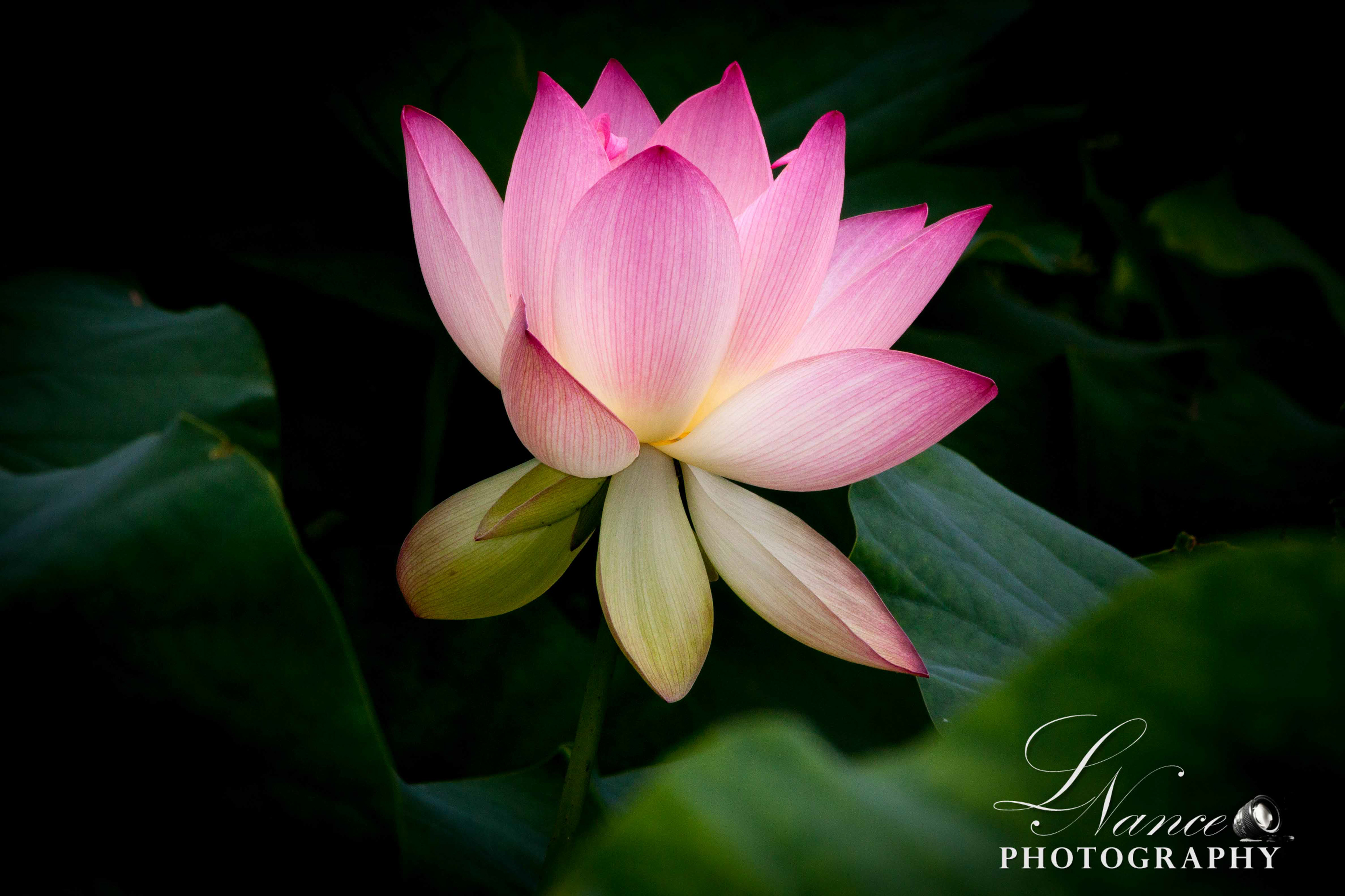 Lotus Flower