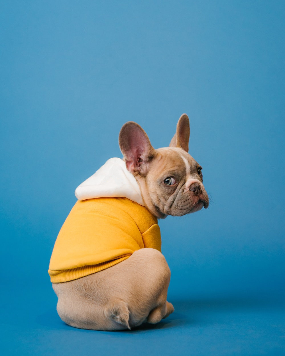 Remove Champion Logo