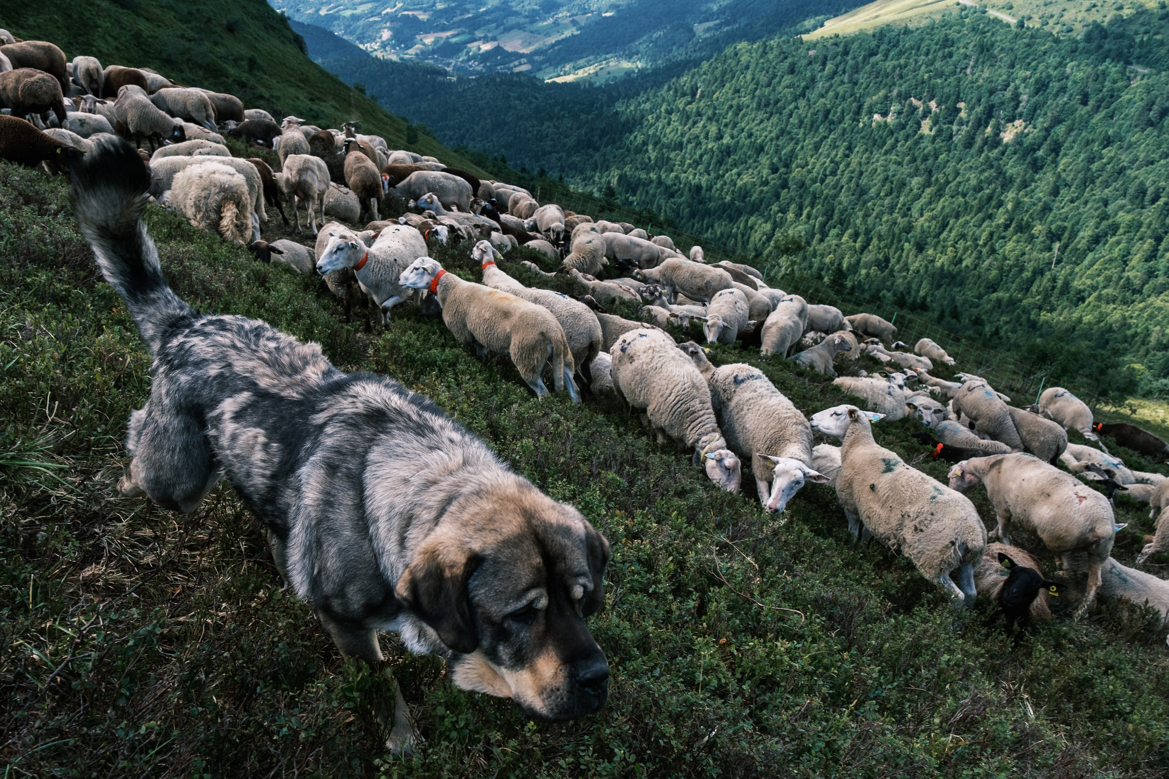 Elias Ejderhamn - VIA 2024