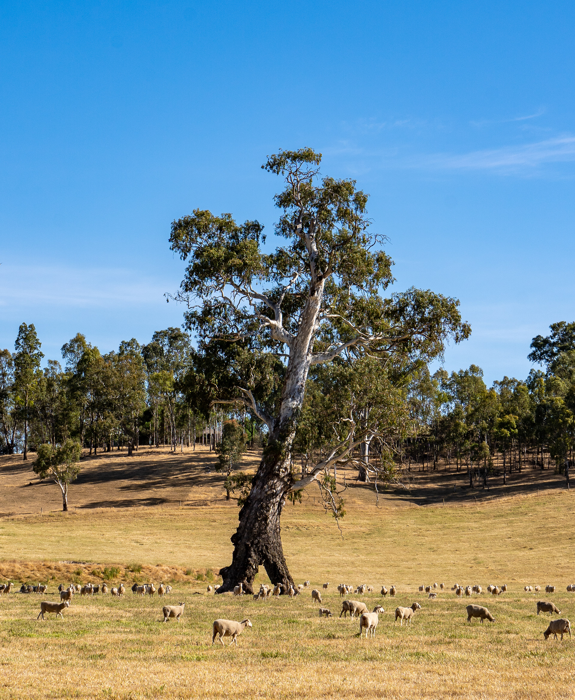 Australien
