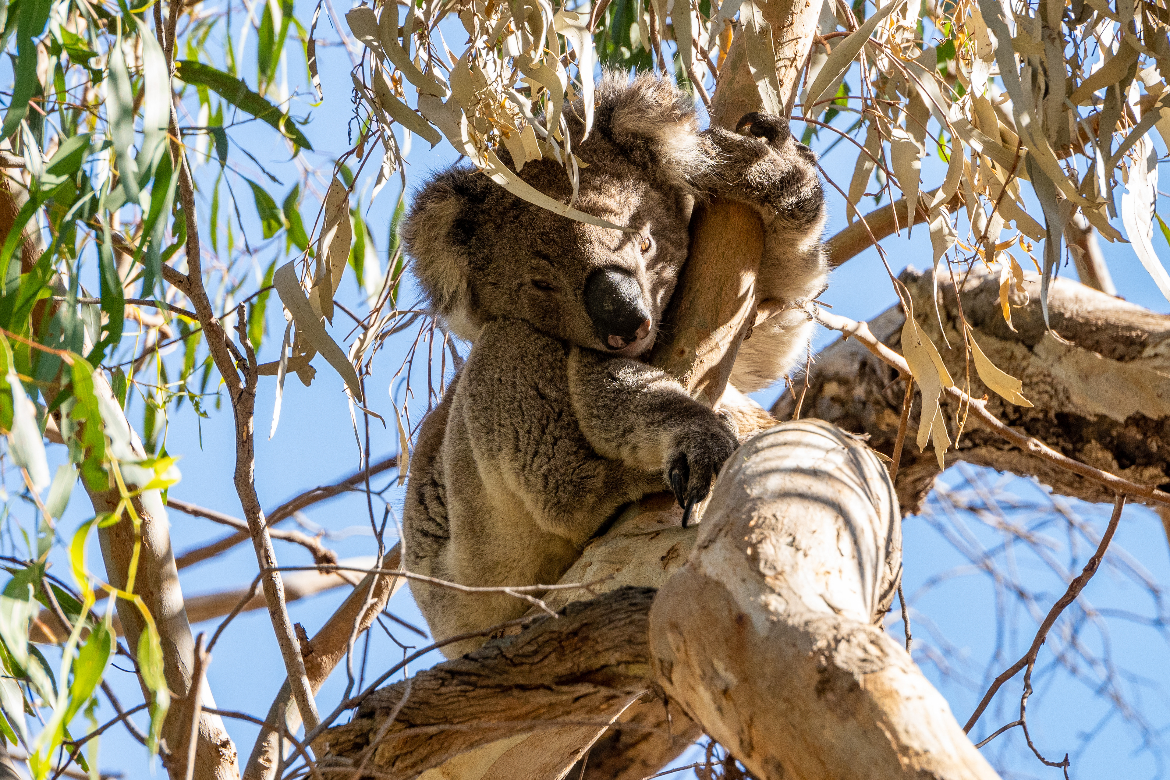 Australien