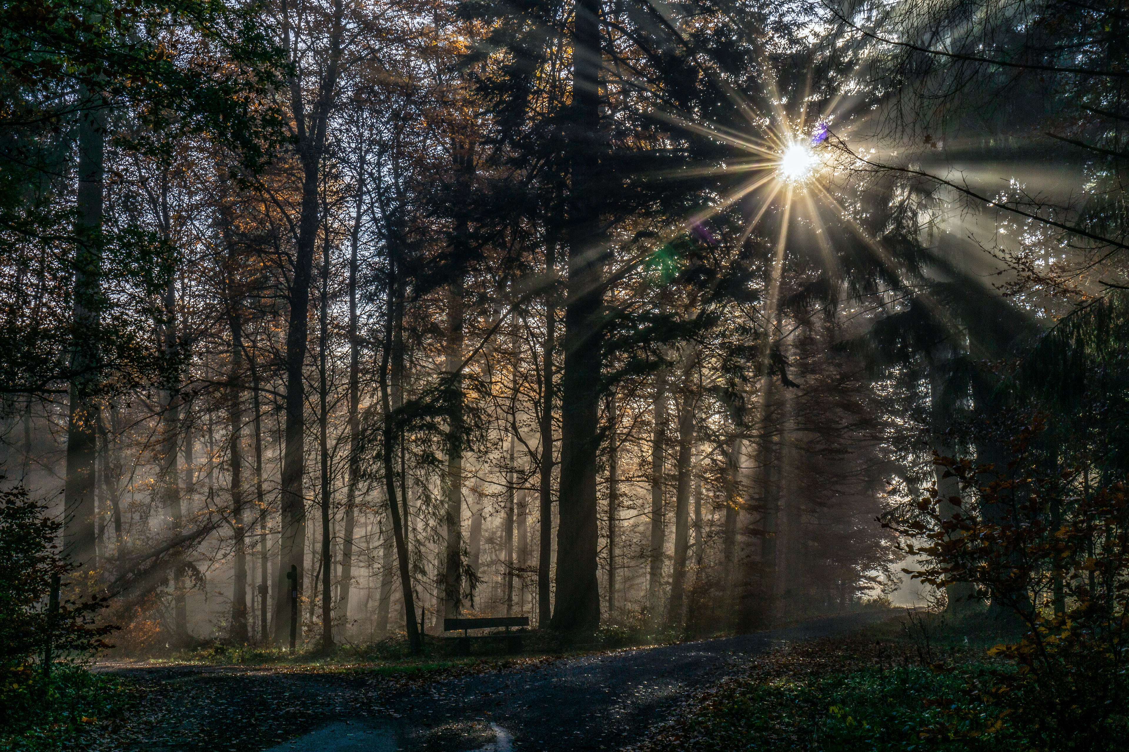 Wood