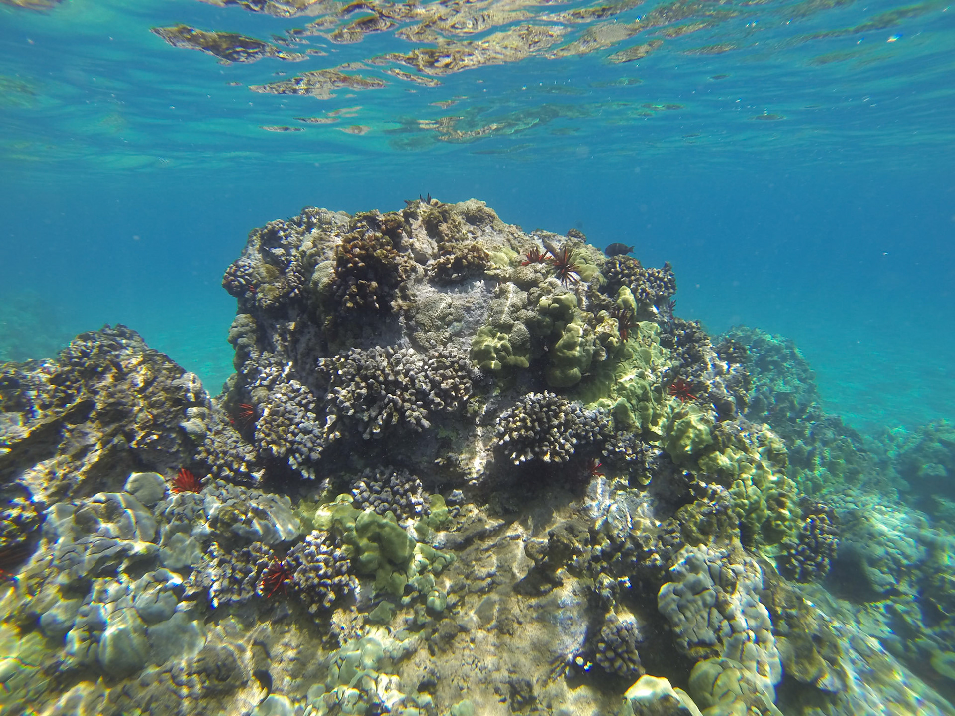 DCIM\100GOPRO