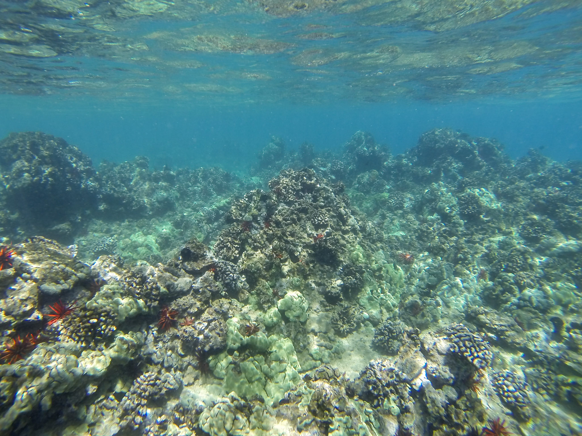 DCIM\100GOPRO