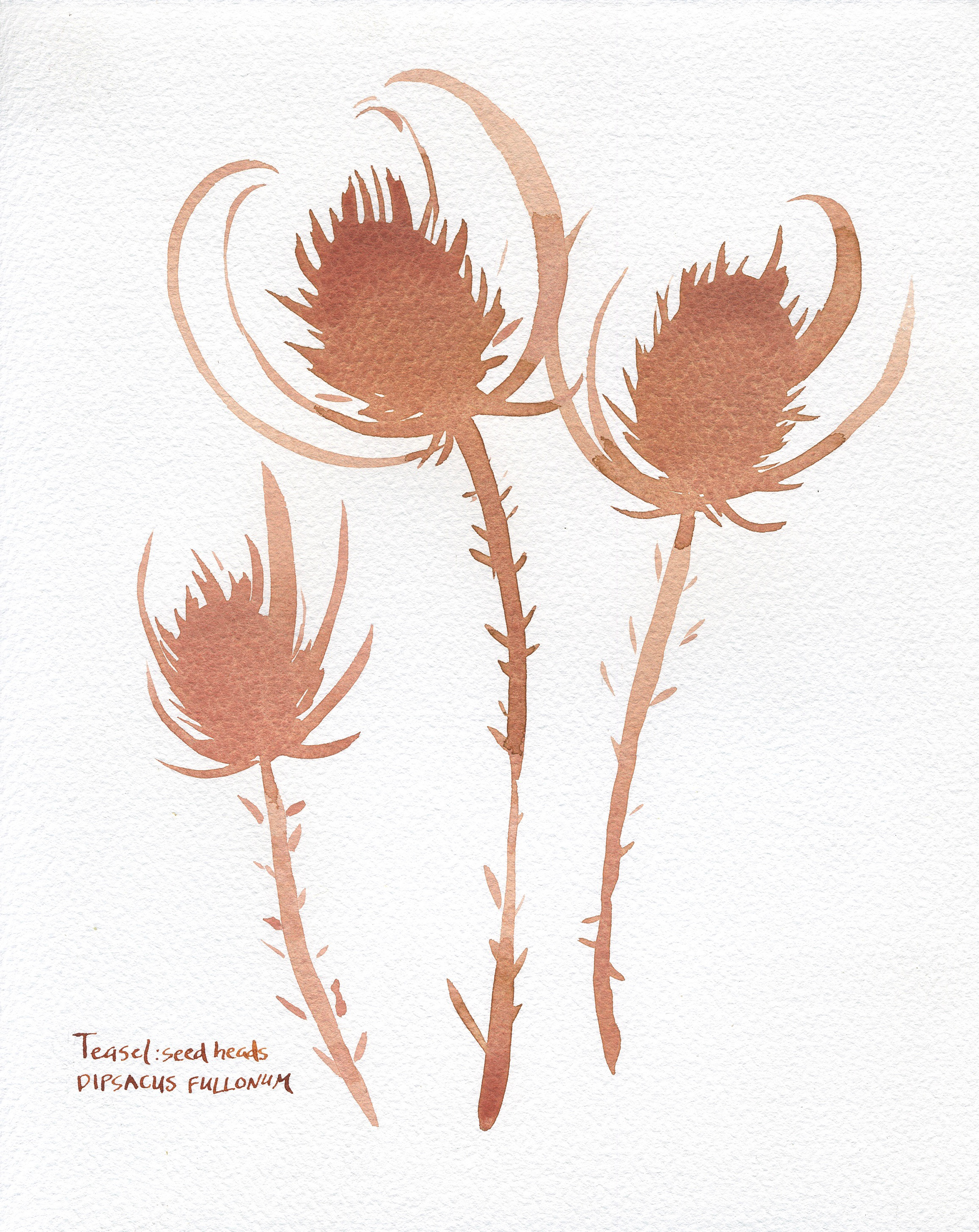 Teasel Sed Heads (2020)